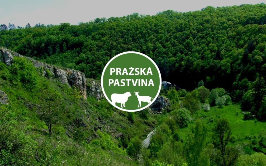 Pražská pastvina
