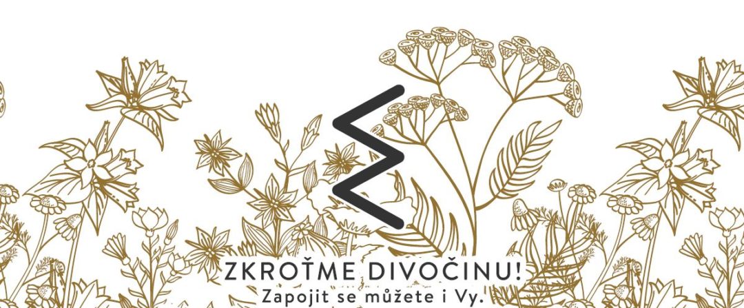 Divočina